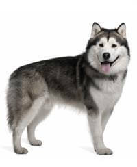 Giống Chó Alaskan Malamute - Chó & Chó con - Thông tin & Đặc điểm