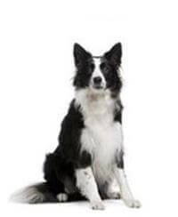 Giống Chó Border Collie - Chó & Chó con - Thông tin & Đặc điểm