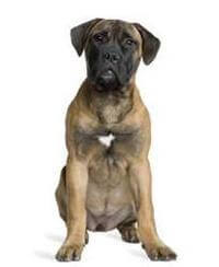 Giống chó Bullmastiff