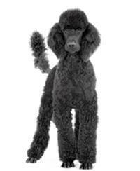 Giống Chó Poodle
