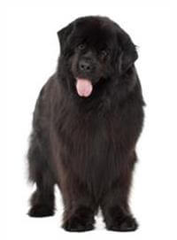 Giống Chó Newfoundland