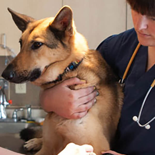 The five point health check for dogs