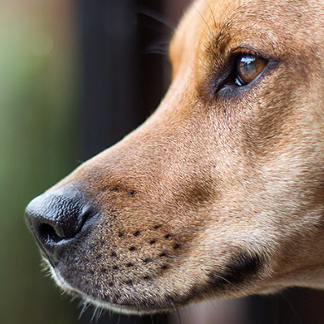 Which breed of dog is right for you?