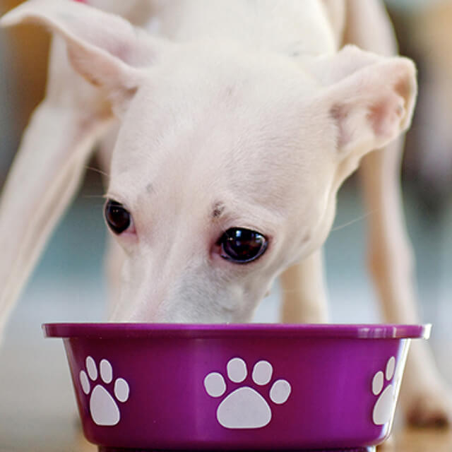 Vì sao chó kén ăn: 4 cách để cho chó ăn