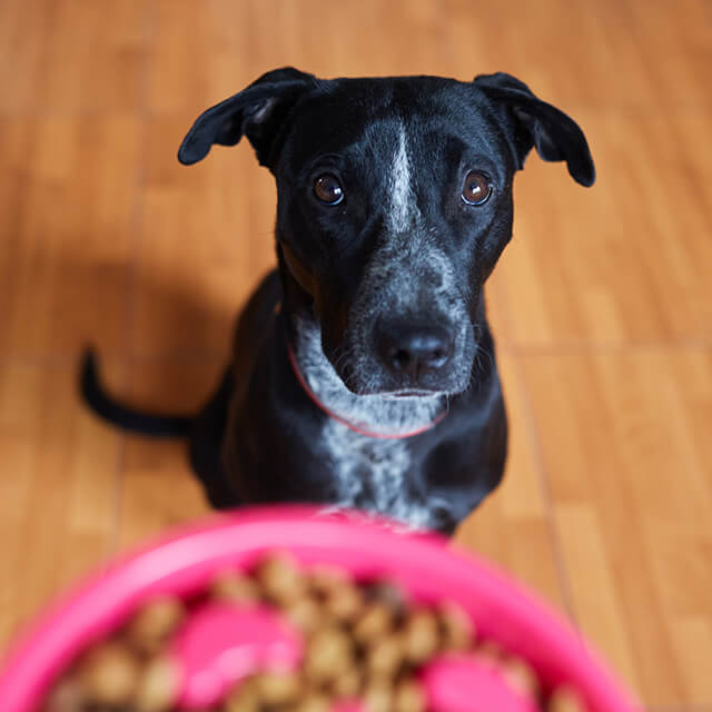 7 thành phần thức ăn cho chó không thể thiếu