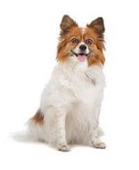 Giống chó Papillon - Thông tin & Đặc điểm của Chó & Chó Con - Pedigree ...