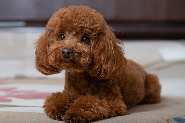 4 Loại Chó Poodle Độc Đáo - Pedigree® Việt Nam