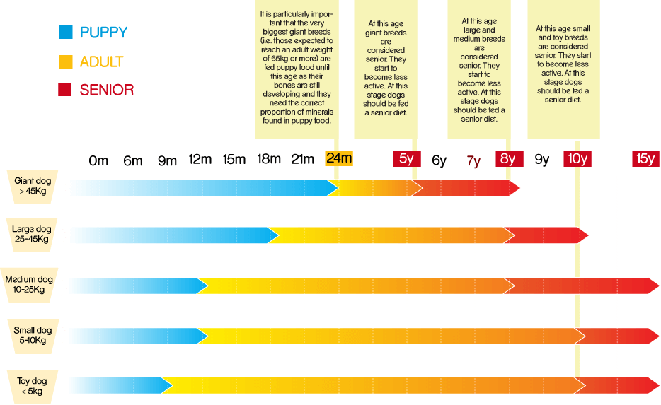 Tổng quan về bảng độ tuổi của chó dựa trên trọng lượng