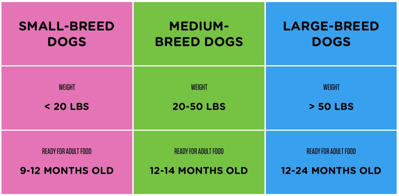 Cho ăn thức ăn cho chó con theo kích thước giống chó trong bao lâu?